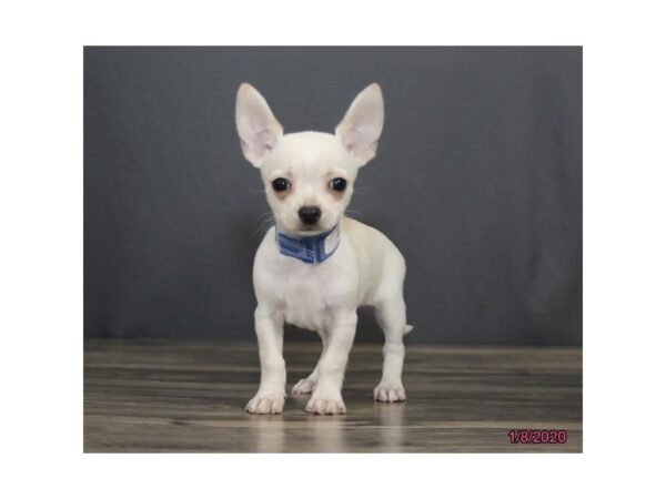 Chihuahua-DOG-Male-Cream / White-8177-Petland Rome, Georgia