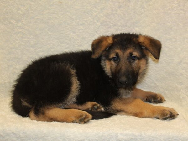German Shepherd-DOG-Male-Black and Tan-8197-Petland Rome, Georgia