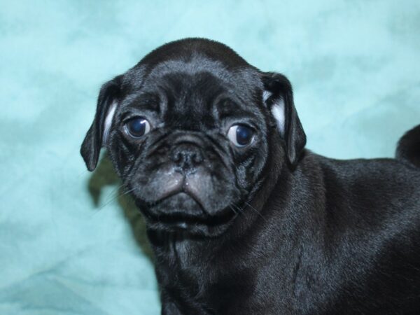 Pug-DOG-Male-Black-18893-Petland Rome, Georgia