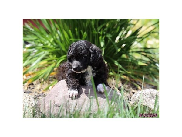 Poodle-DOG-Male-Black / White-8557-Petland Rome, Georgia