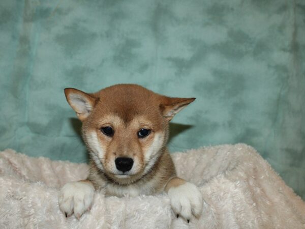 Shiba Inu-DOG-Female-RED-19275-Petland Rome, Georgia
