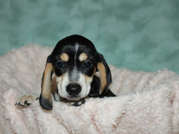 Dachshund-DOG-Male-Black & Tan-19657-Petland Rome, Georgia