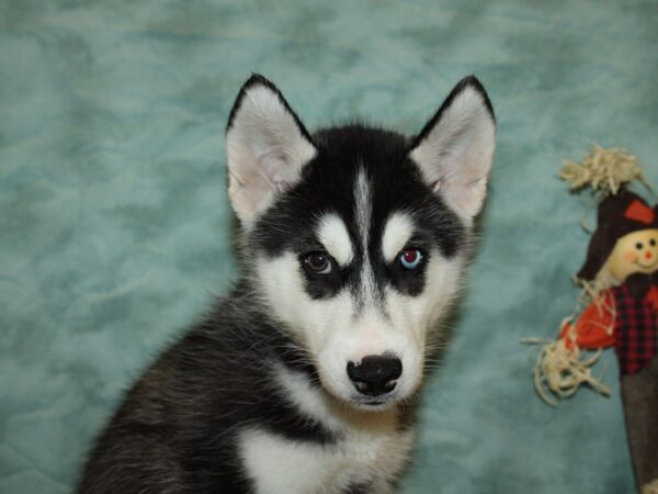 Siberian Husky-DOG-Male-Black / White-9048-Petland Rome, Georgia