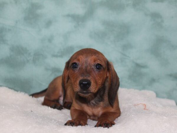 Dachshund-DOG-Male-RED-9109-Petland Rome, Georgia