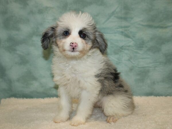 Aussiepoo-DOG-Female-Blue Merle-20466-Petland Rome, Georgia
