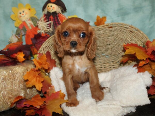 Cavalier King Charles Spaniel-DOG-Female-Ruby-20482-Petland Rome, Georgia