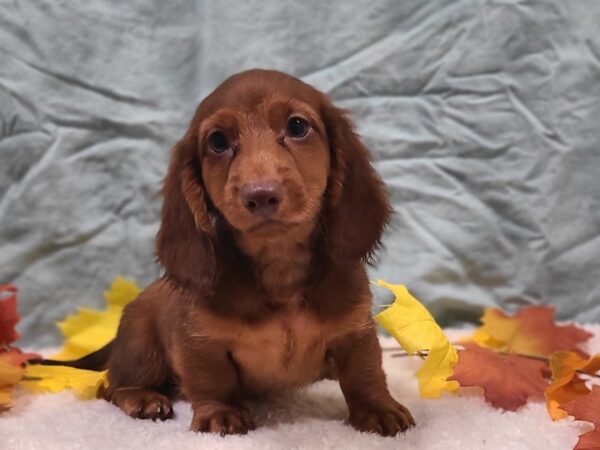 Dachshund-Dog-Male-Sable-9540-Petland Rome, Georgia