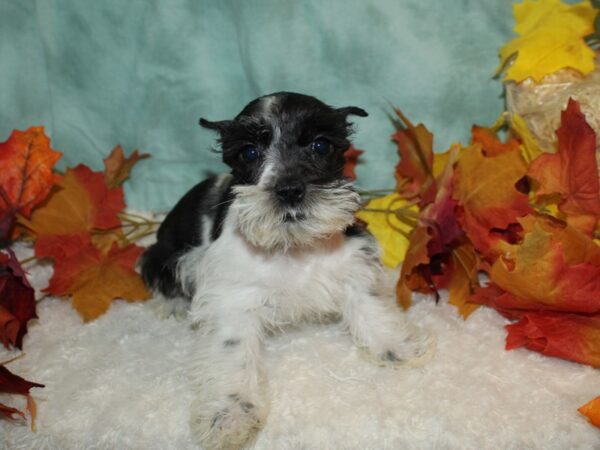 Miniature Schnauzer-DOG-Female-Blk&Wh-20518-Petland Rome, Georgia