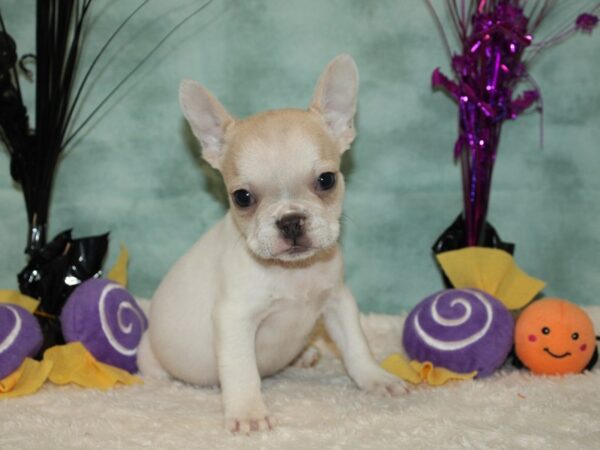 French Bulldog-DOG-Female--20578-Petland Rome, Georgia