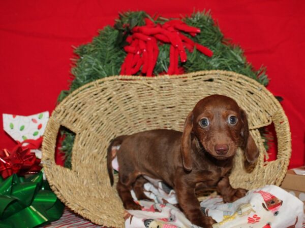 Dachshund-DOG-Male-Chocolate-20689-Petland Rome, Georgia