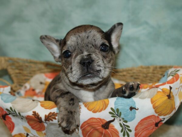French Bulldog-DOG-Female-Merle-20624-Petland Rome, Georgia