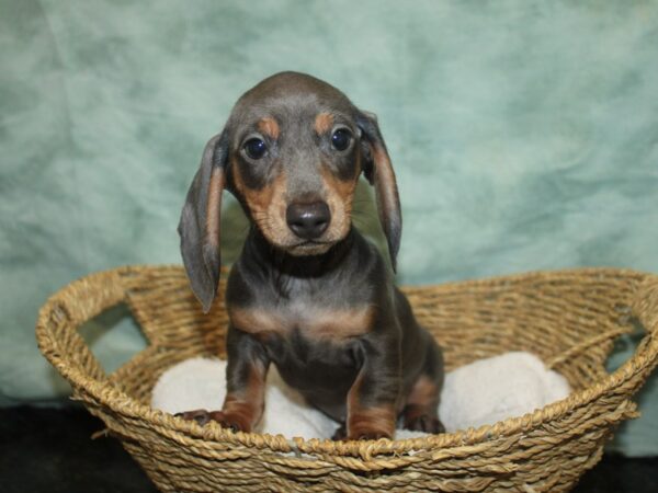 Dachshund-Dog-Male-Blue & tan-9649-Petland Rome, Georgia