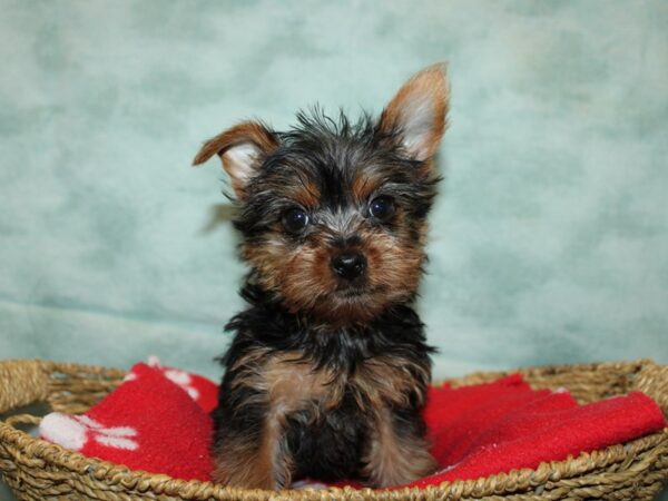 [#10512] Black / Tan Female Yorkshire Terrier Puppies for Sale