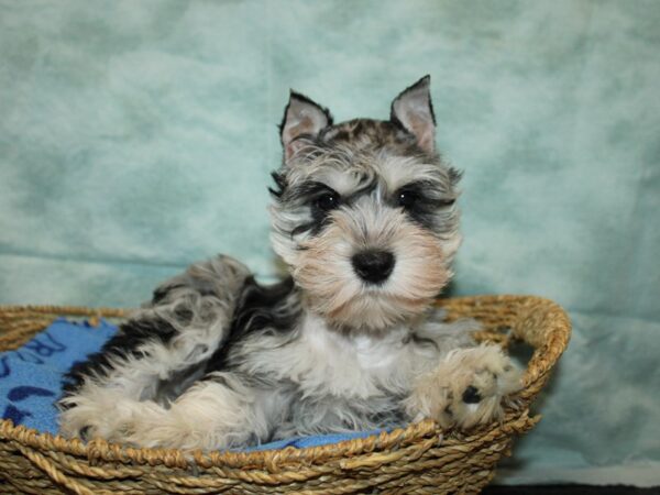 [#22062] Blue Merle Female Miniature Schnauzer Puppies for Sale